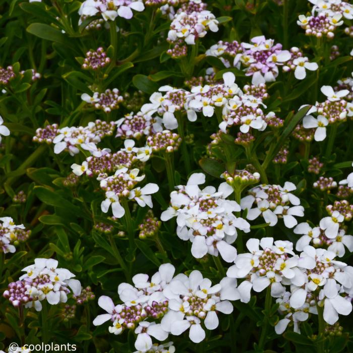 Iberis sempervirens 'Pink Ice' plant