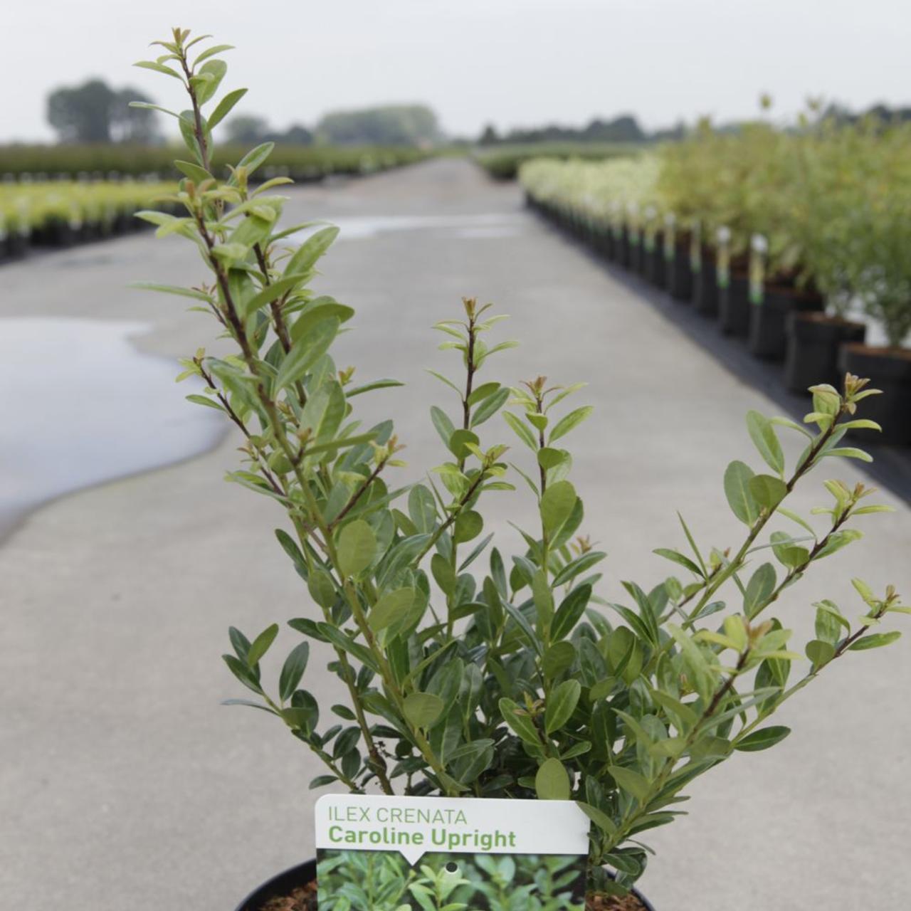 Ilex crenata 'Caroline Upright' plant