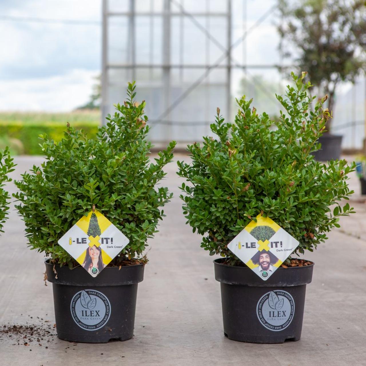 Ilex crenata 'Dark Green' plant