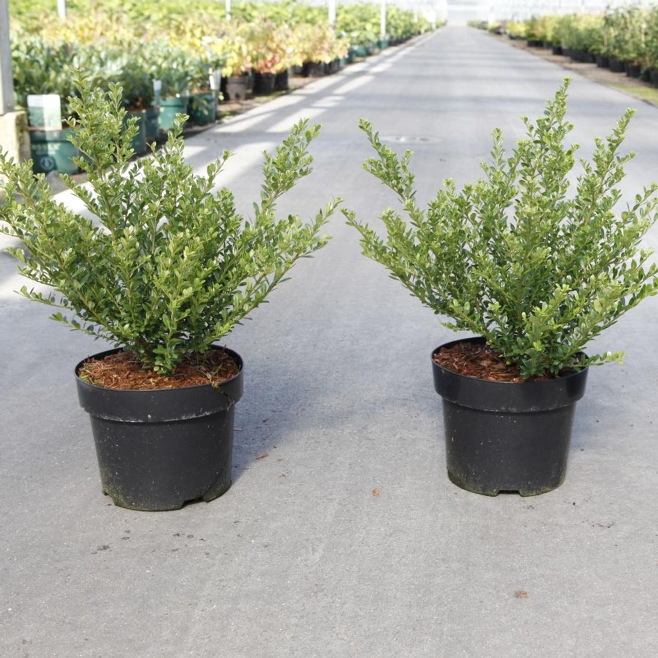 ilex-crenata-glorie-dwarf Ilex crenata 'Glorie Dwarf' plant