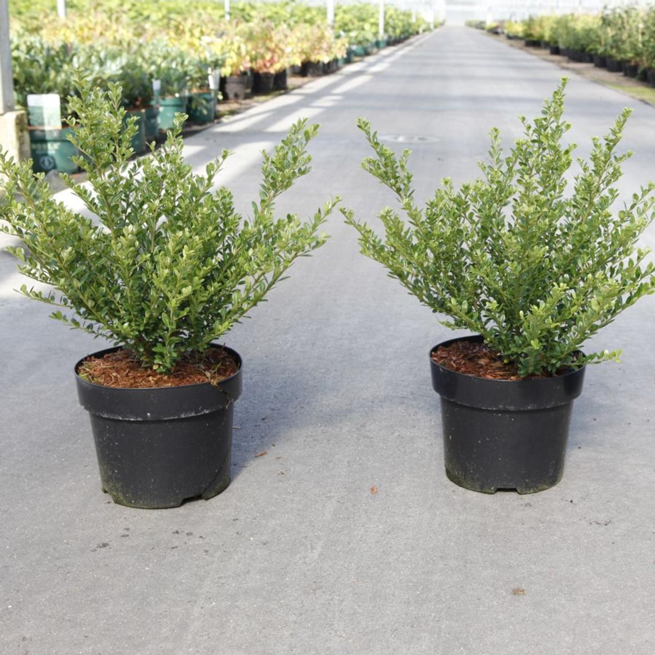 Ilex crenata 'Glorie Dwarf' plant