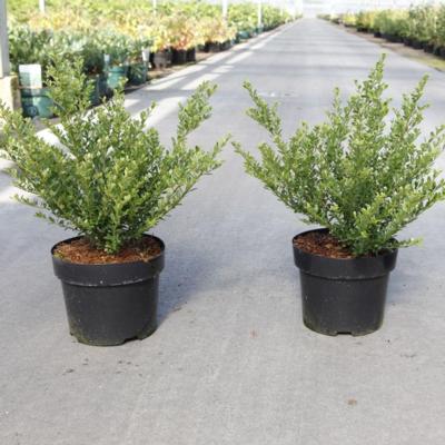 ilex-crenata-glorie-dwarf