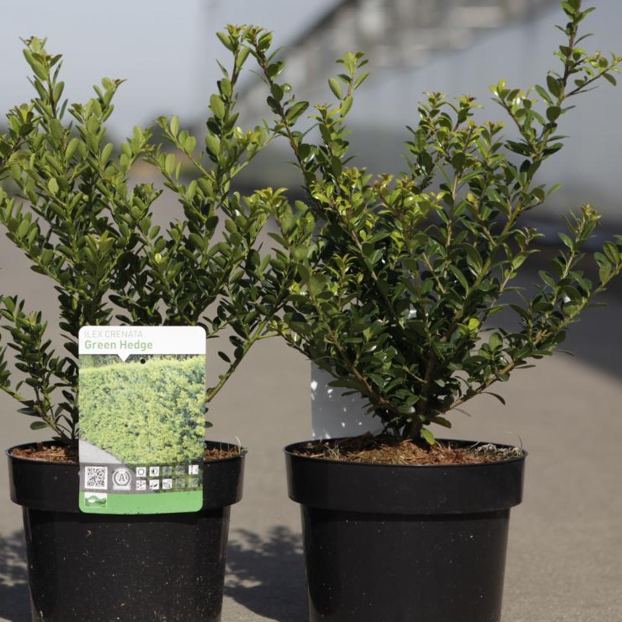 Ilex crenata 'Green Hedge' plant