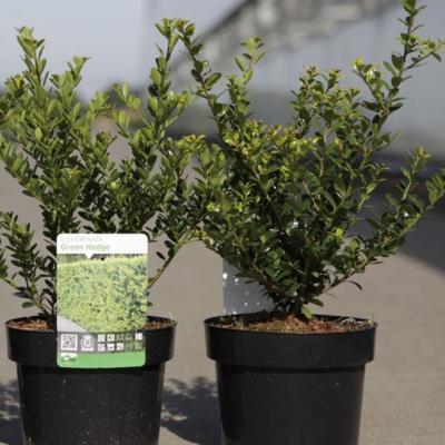 ilex-crenata-green-hedge