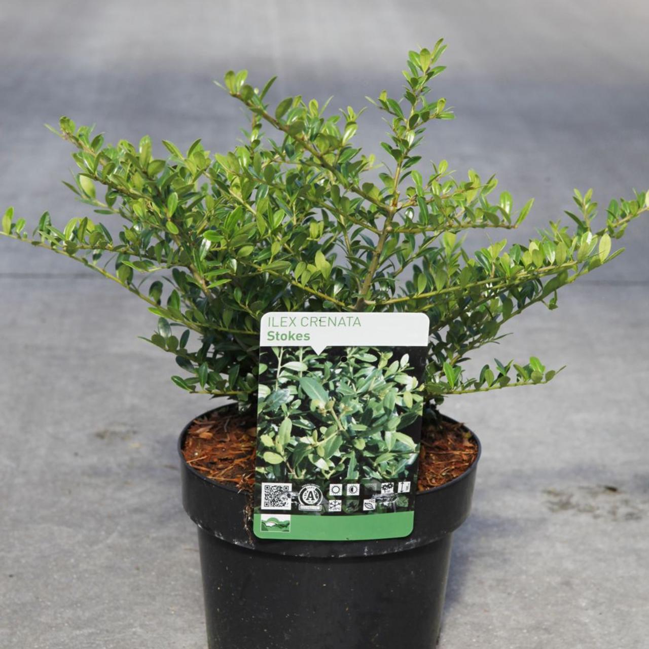 Ilex crenata 'Stokes' plant