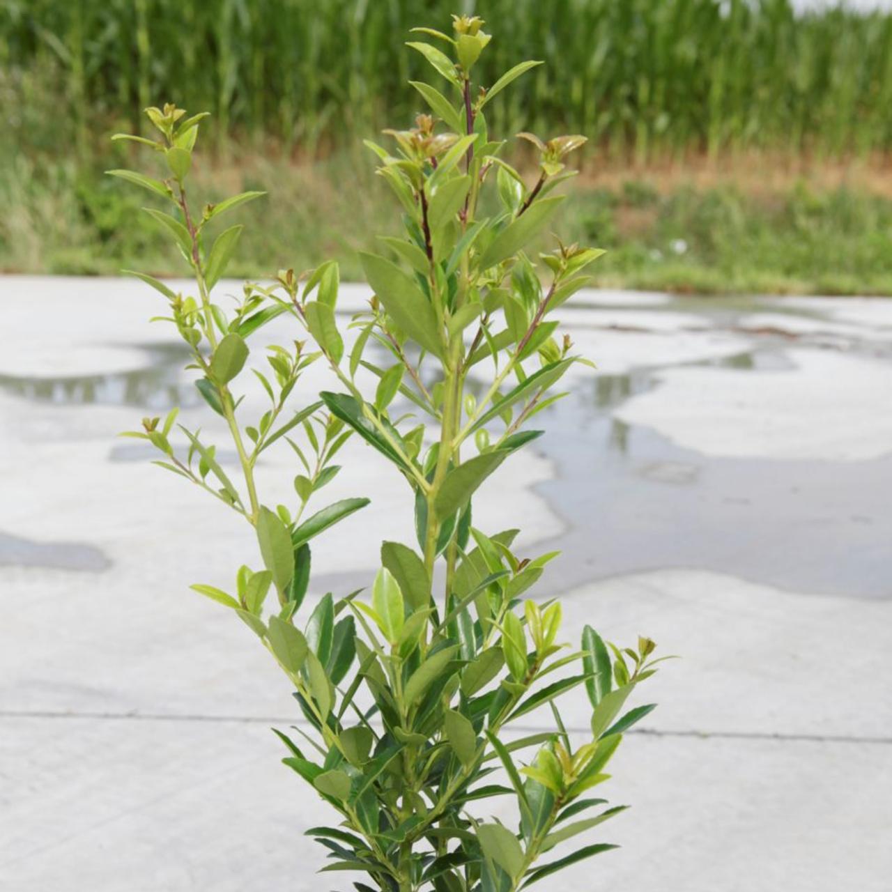 Ilex maximowicziana 'Kanehirae' plant