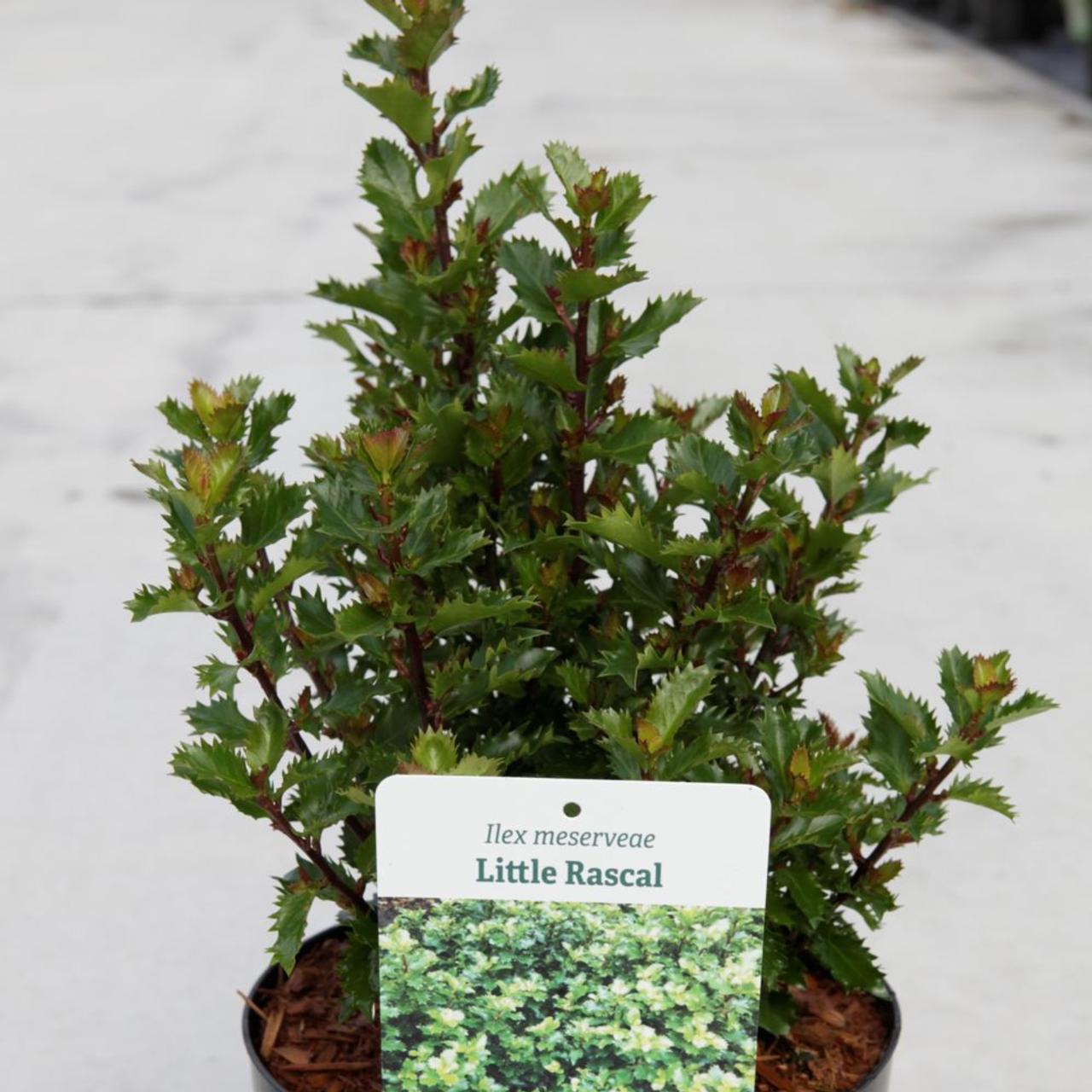 Ilex meserveae 'Little Rascal' plant