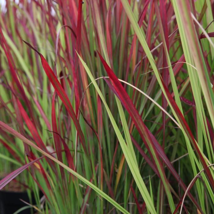 Imperata cylindrica 'Red Baron'del  plant