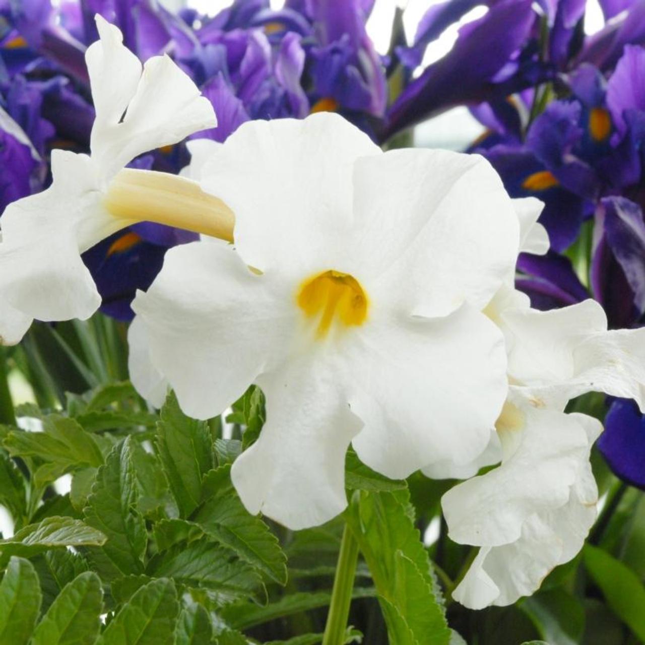 Incarvillea delavayi 'Snowtop' plant