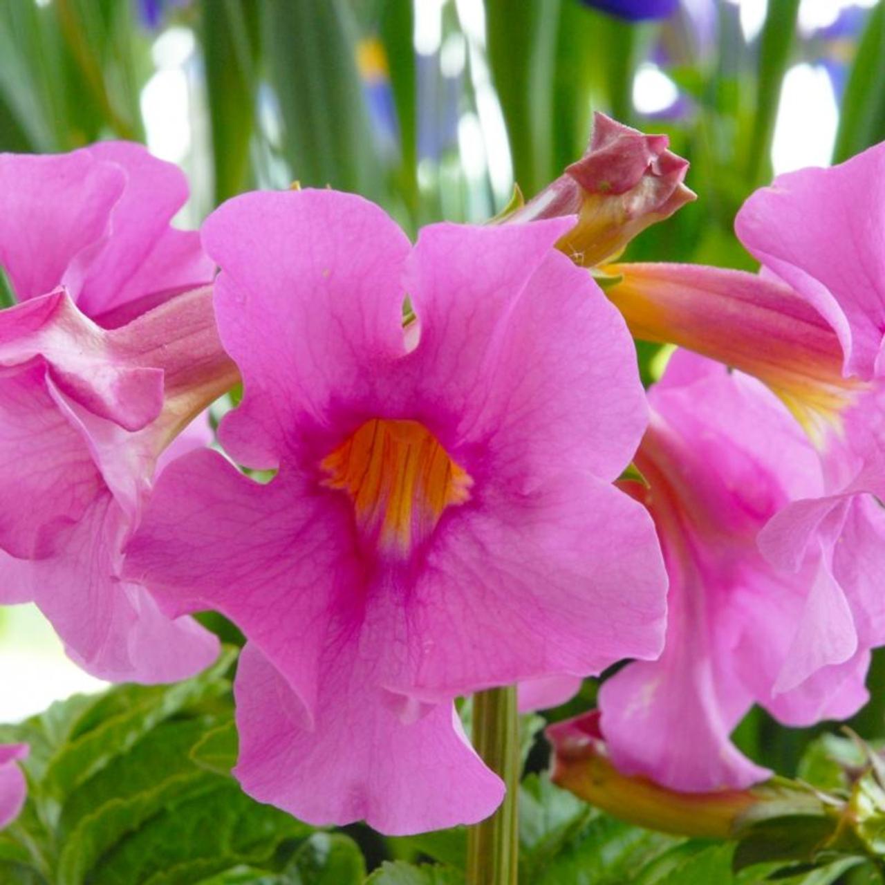 Incarvillea delavayi plant