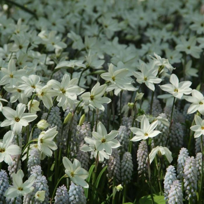 Ipheion uniflorum 'Alberto Castello' plant