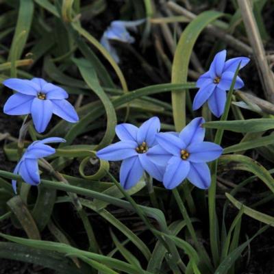 ipheion-uniflorum-rolf-fiedler