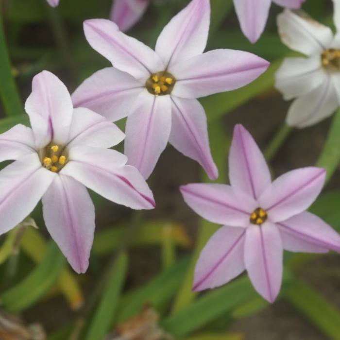 Ipheion uniflorum 'Tessa' plant