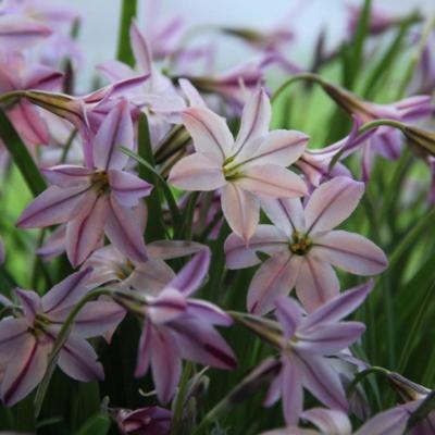 ipheion-uniflorum-tessa