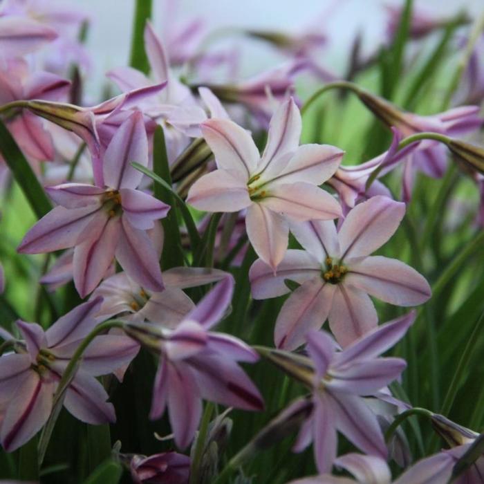 Ipheion uniflorum 'Tessa' plant