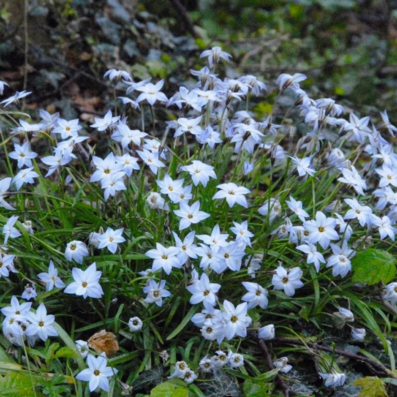 Ipheion uniflorum 'Wisley Blue' plant