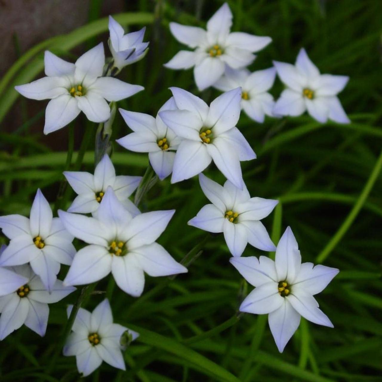 Ipheion uniflorum plant