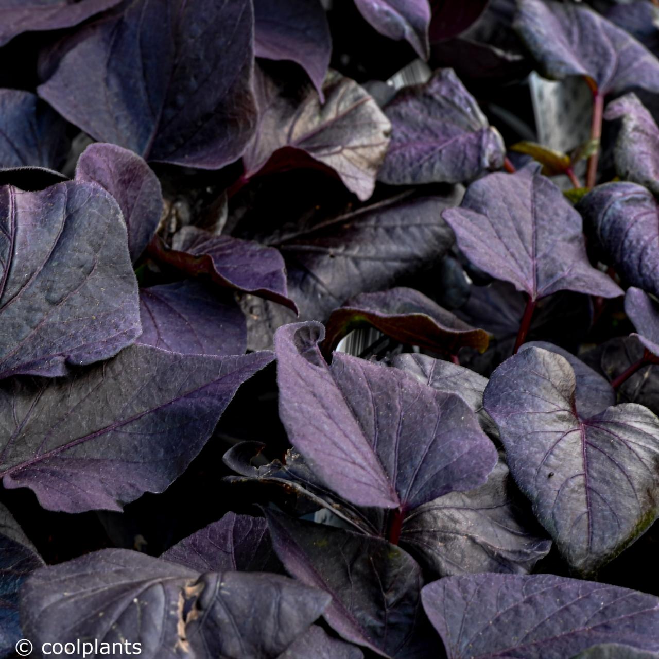 Ipomoea batatas 'Iposun Black Tone' plant