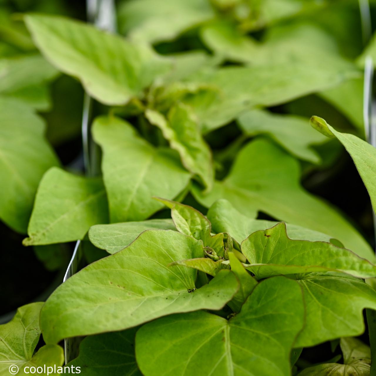 Ipomoea batatas 'Marguerita' plant