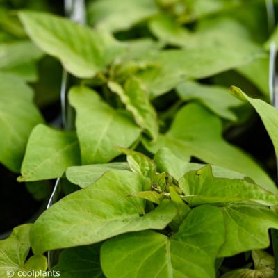 ipomoea-batatas-marguerita