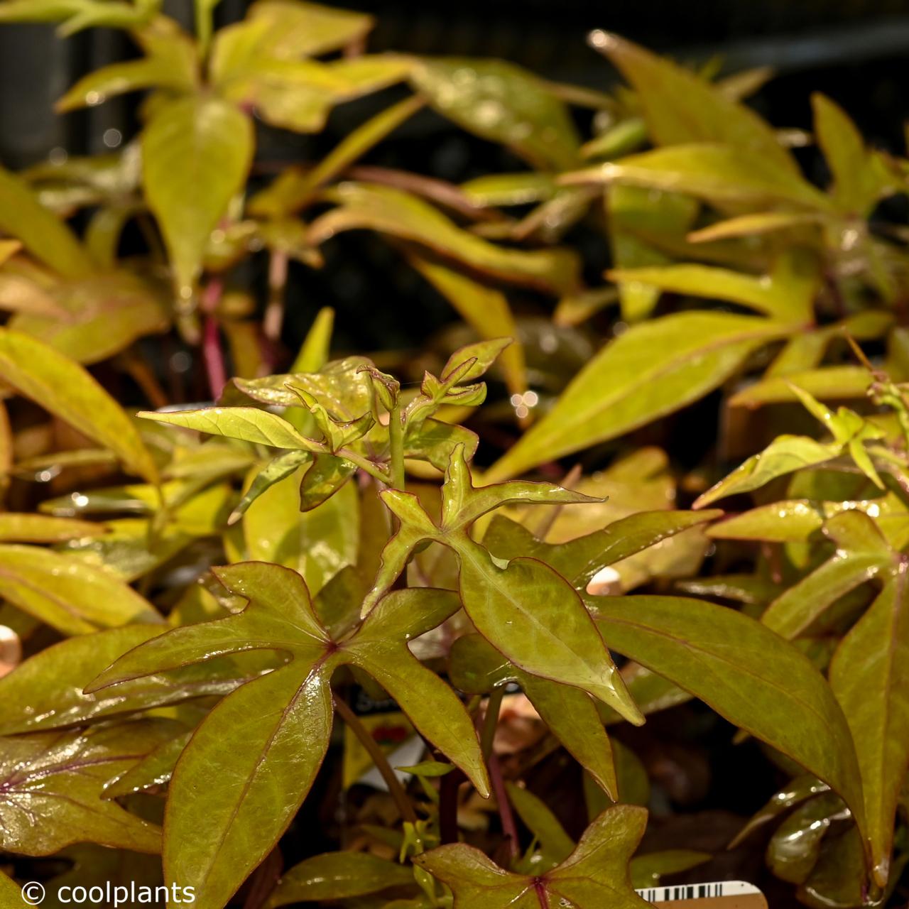 Ipomoea batatas 'Sweet Caroline Bronze' plant