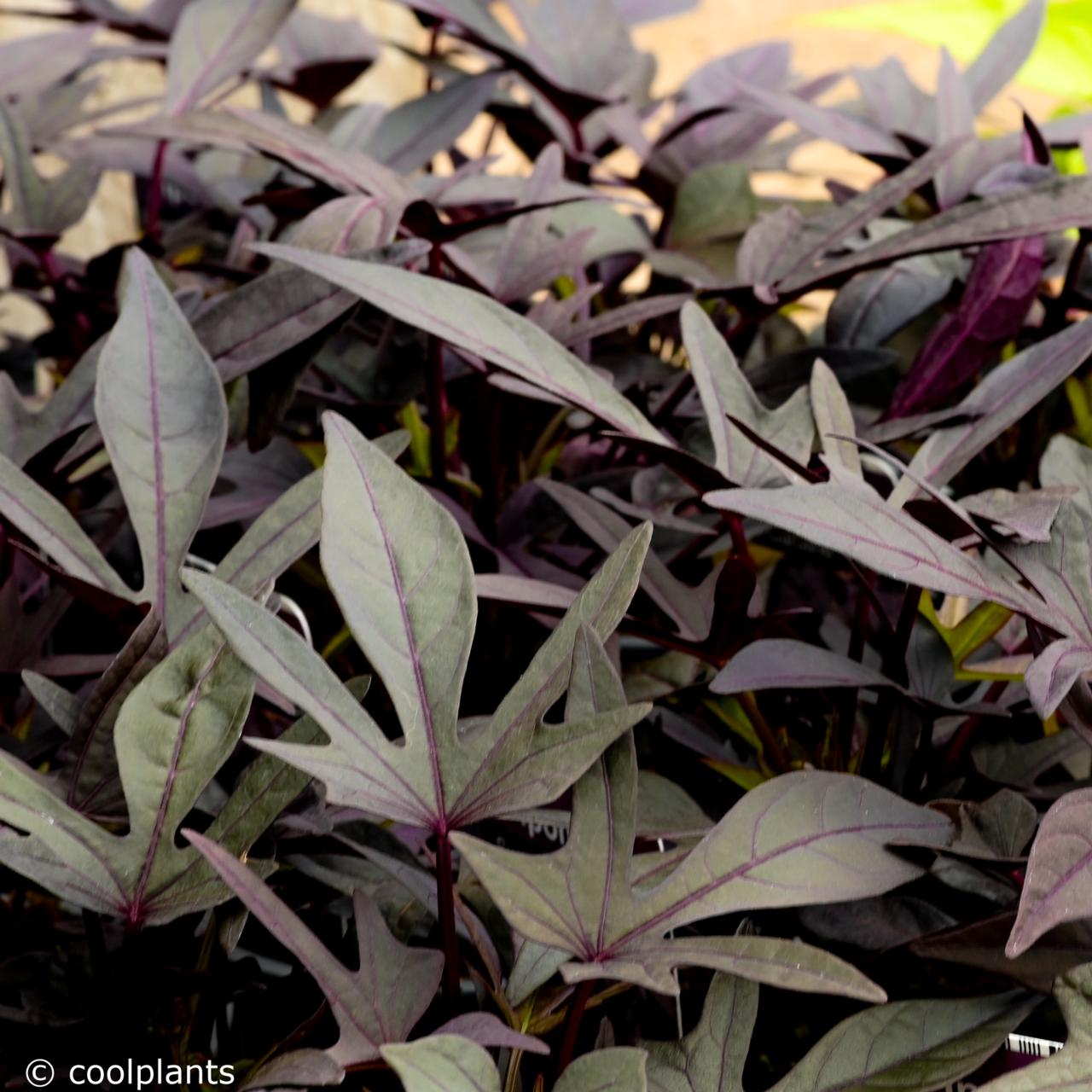 Ipomoea batatas 'Sweet Caroline Purple' plant