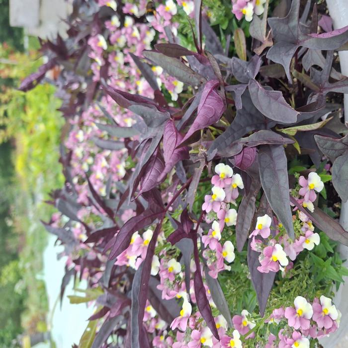 Ipomoea batatas 'Sweet Caroline Purple' plant