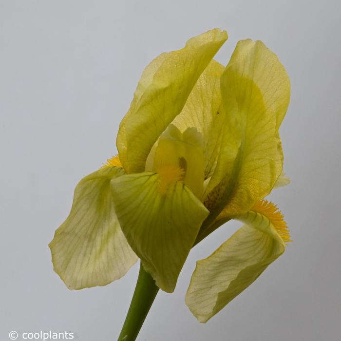 Iris arenaria plant