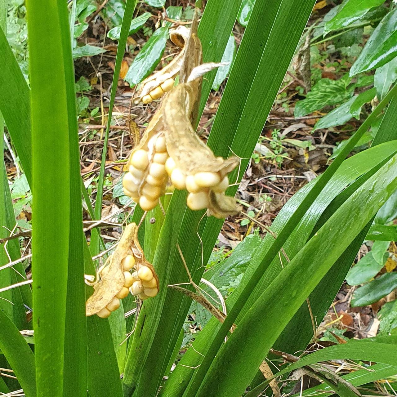 Iris foetidissima 'Fructo Albo' plant