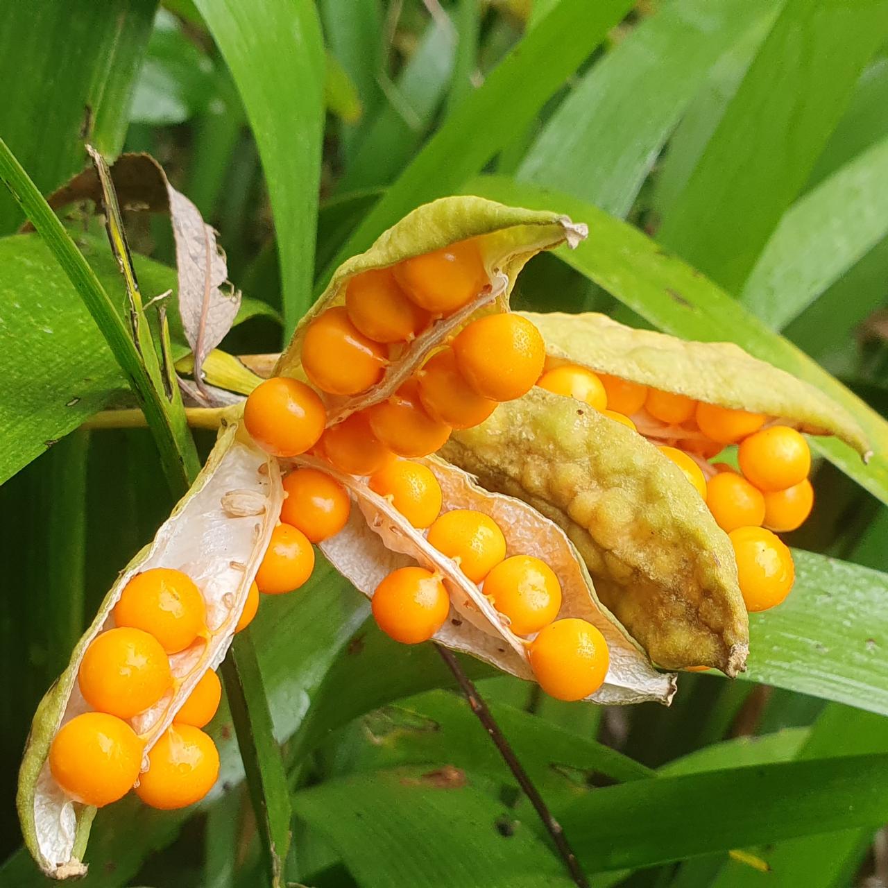 Iris foetidissima 'Fructo-Lutea' plant