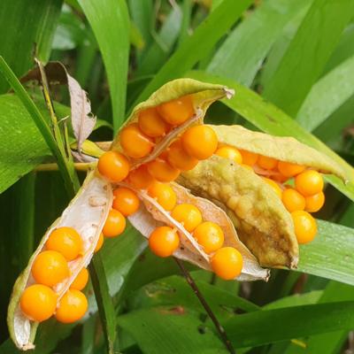 iris-foetidissima-fructo-lutea