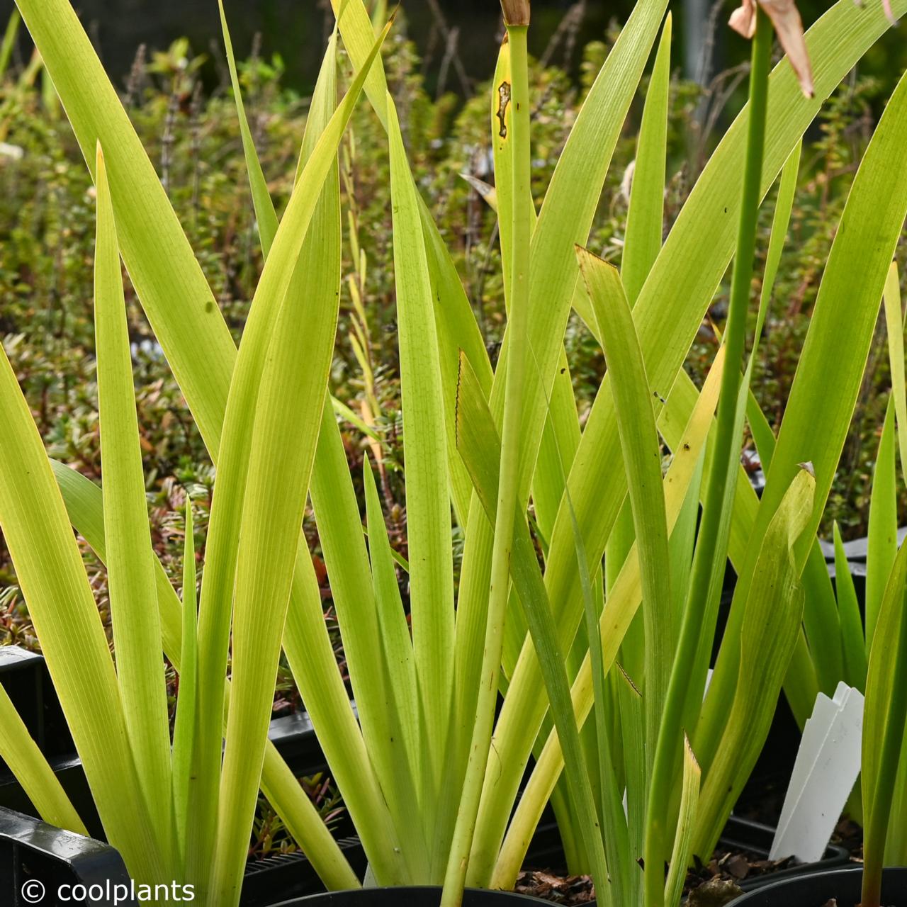 Iris foetidissima 'Paul's Gold' plant