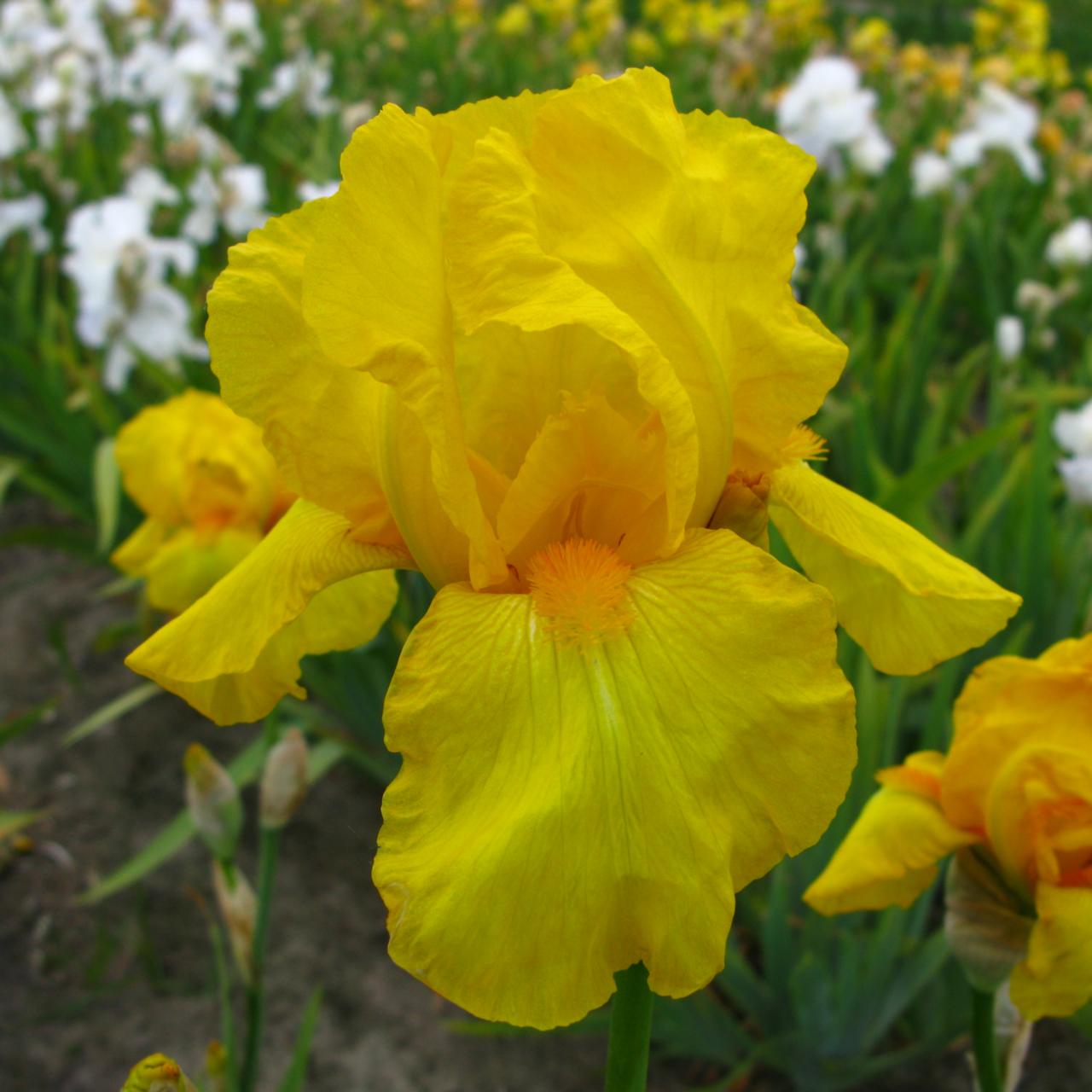 Iris germanica 'Ola Kala' plant