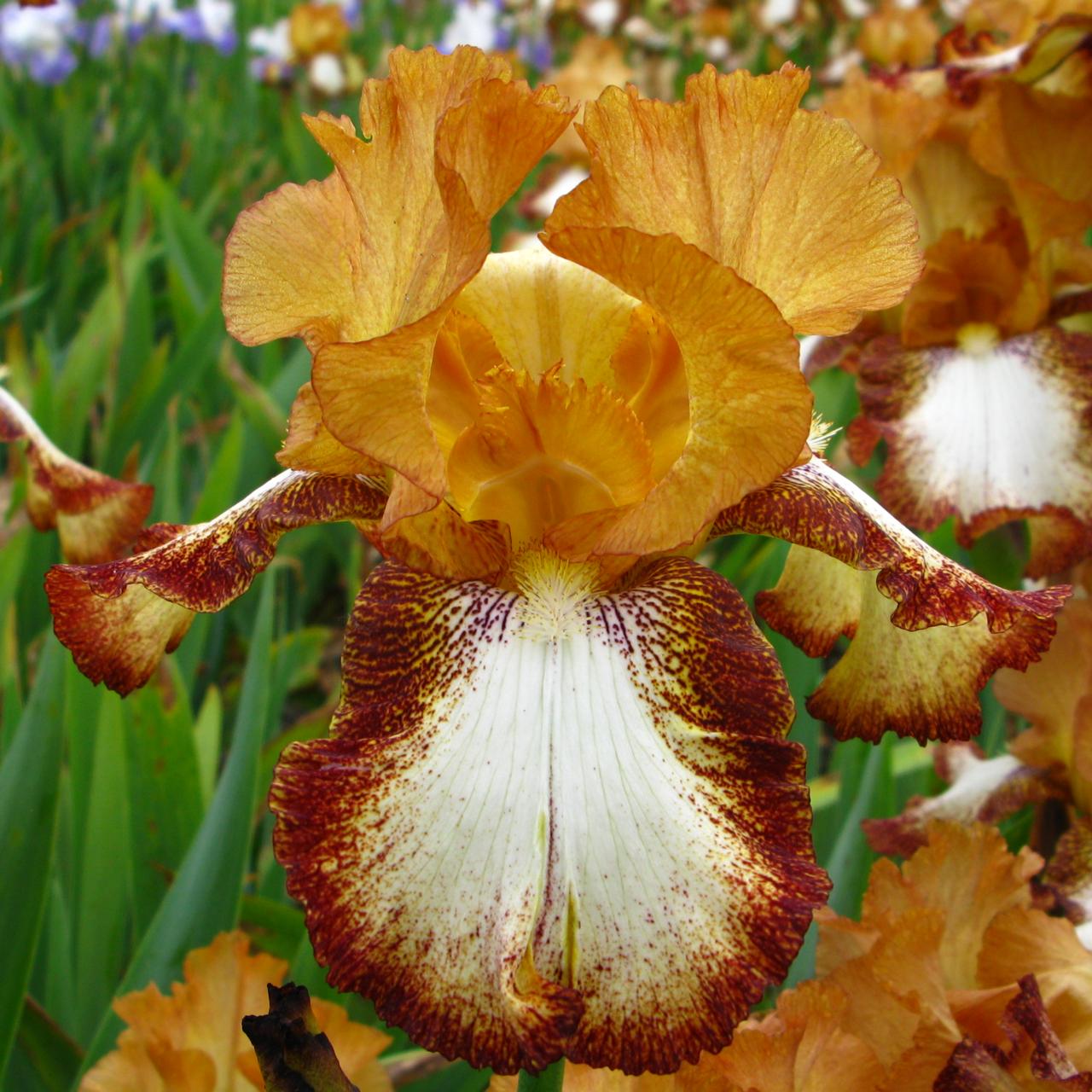 Iris germanica 'Siva Siva' plant