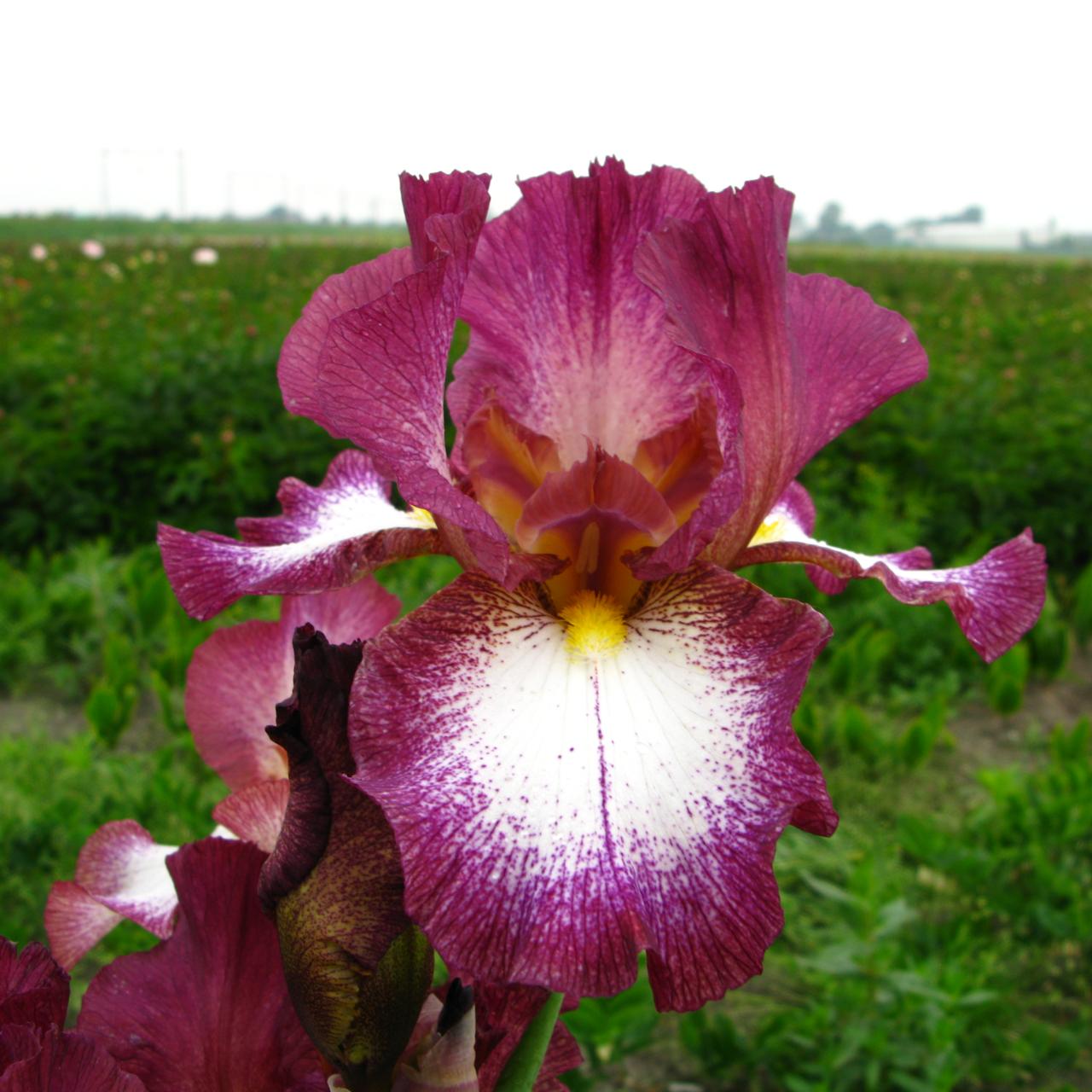 Iris germanica 'Crinoline' plant