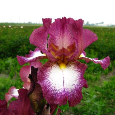 iris-germanica-crinoline