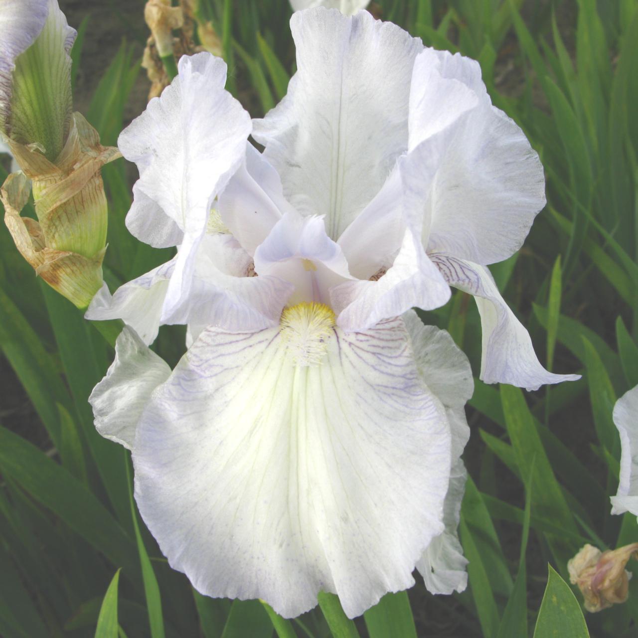 Iris germanica 'English Cottage' plant