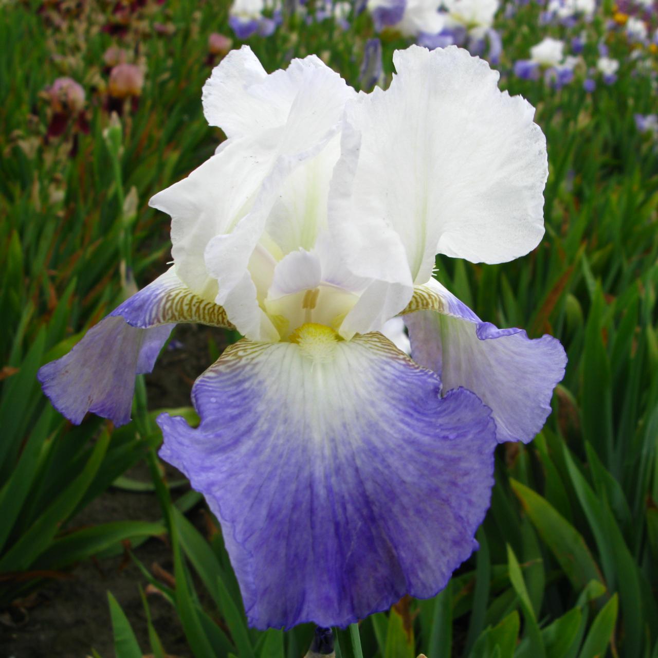 Iris germanica 'Mission Ridge' plant