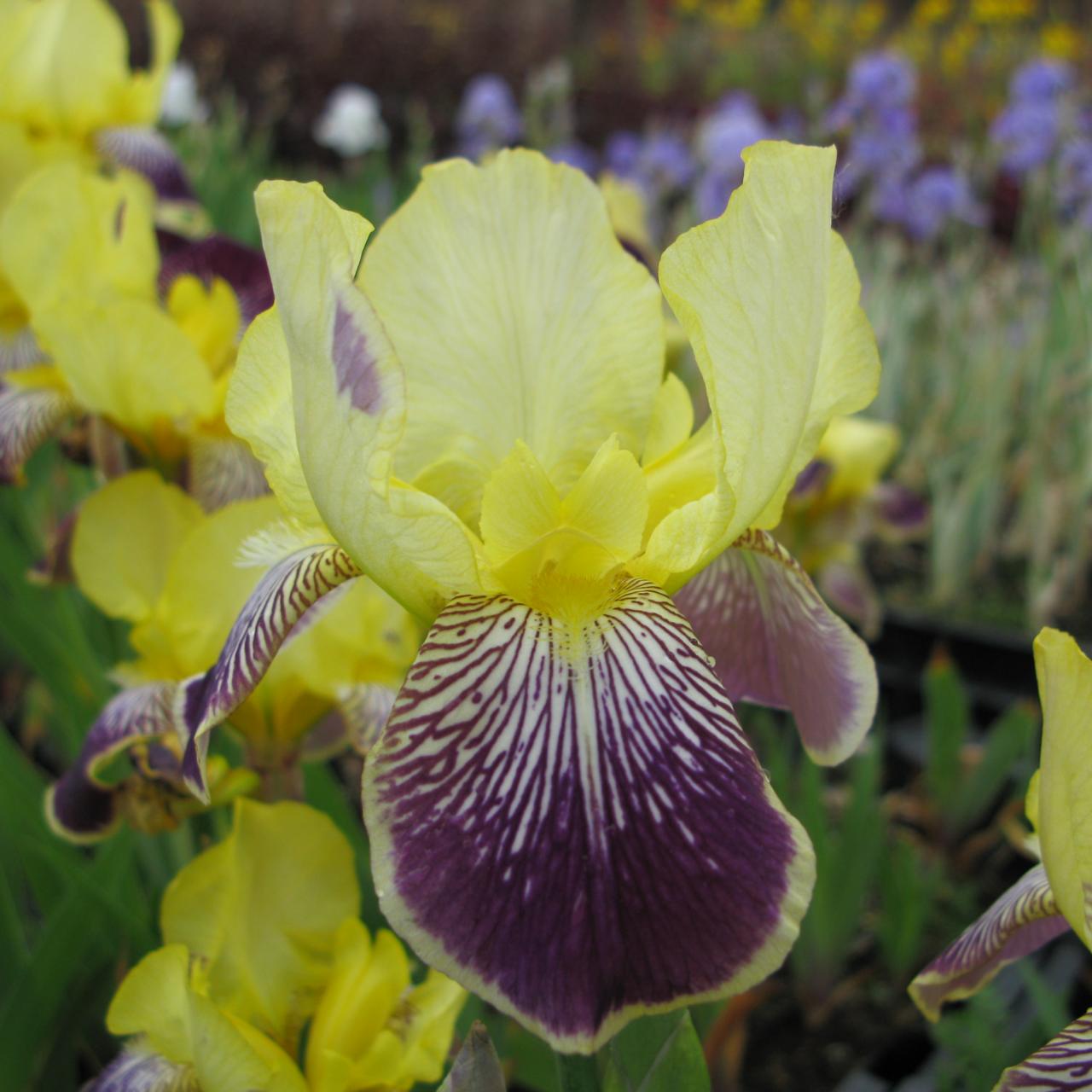 Iris germanica 'Nibelungen' plant