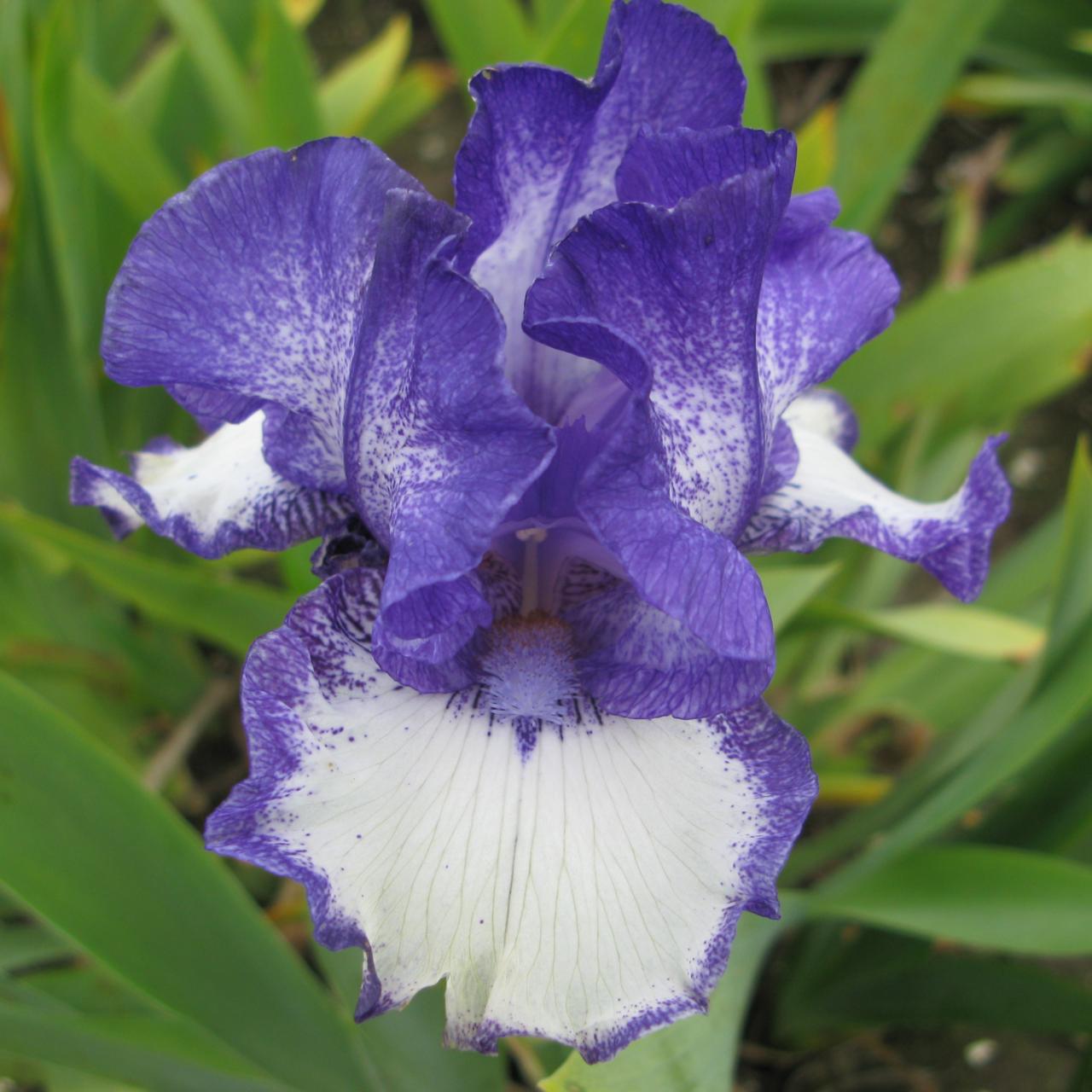 Iris germanica 'Rare Edition' plant