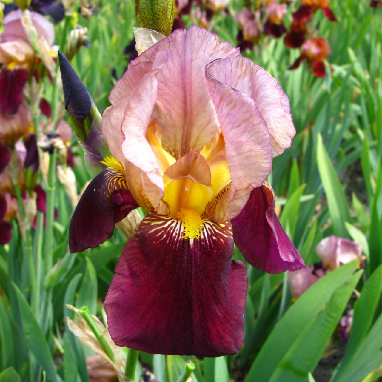 Iris germanica 'Red Chieftain' plant