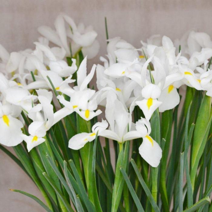 Iris hollandica 'Alaska' plant