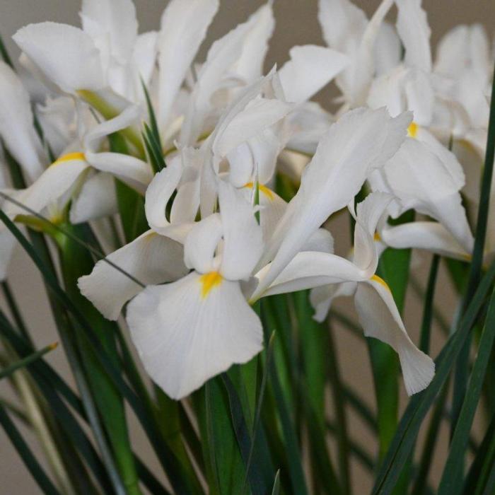 Iris hollandica 'Alaska' plant