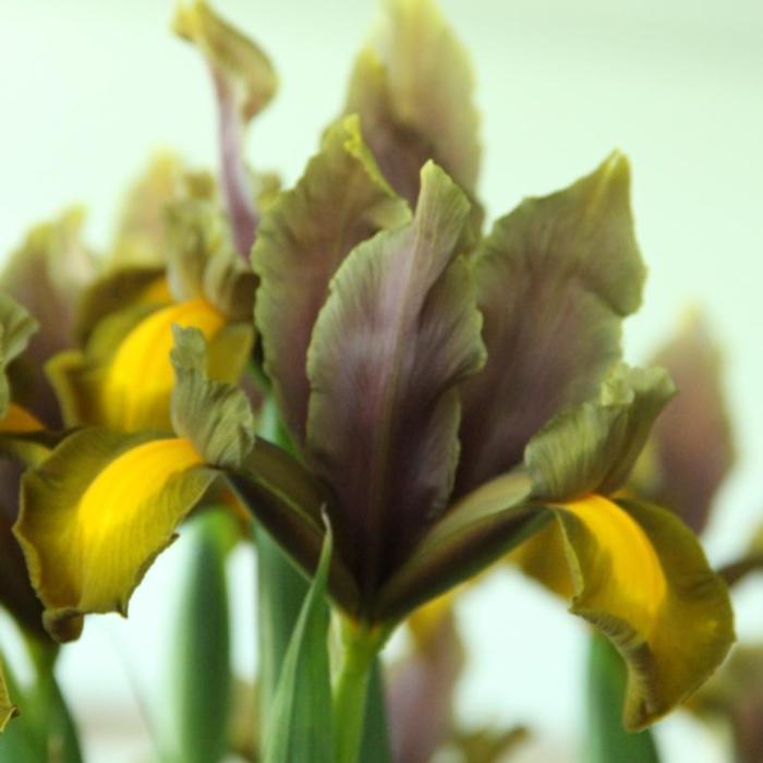 Iris hollandica 'Autumn Princess' plant