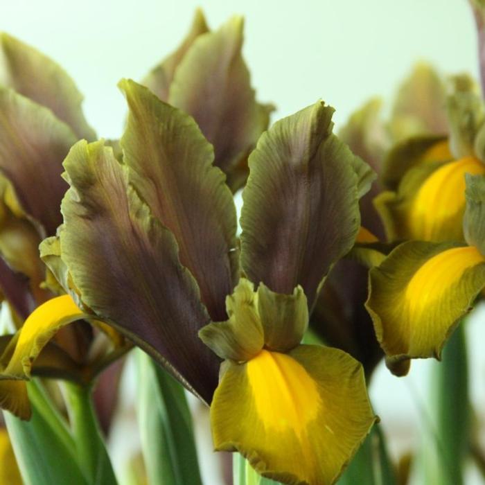 Iris hollandica 'Autumn Princess' plant