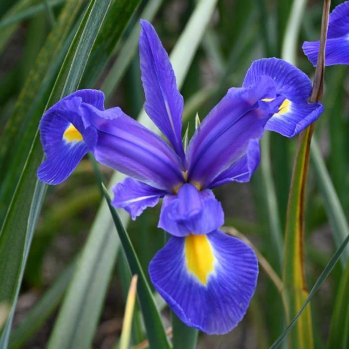 Iris hollandica 'Blue Magic' plant