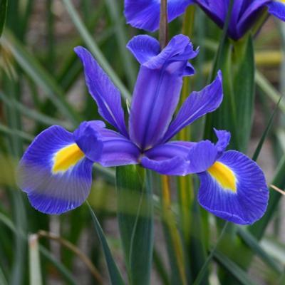 iris-hollandica-blue-magic