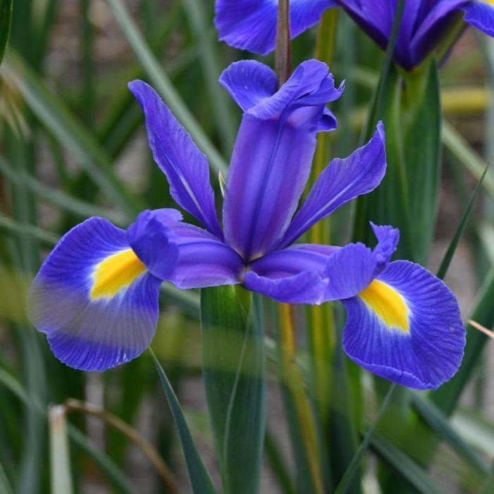 Iris hollandica 'Blue Magic' plant