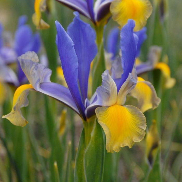 Iris hollandica 'Miss Saigon' plant