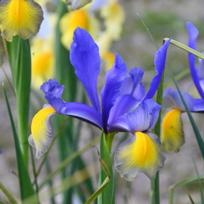 Iris hollandica 'Miss Saigon' plant